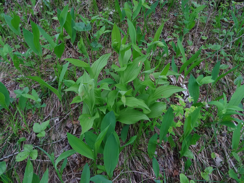 Cypripedium calceolus